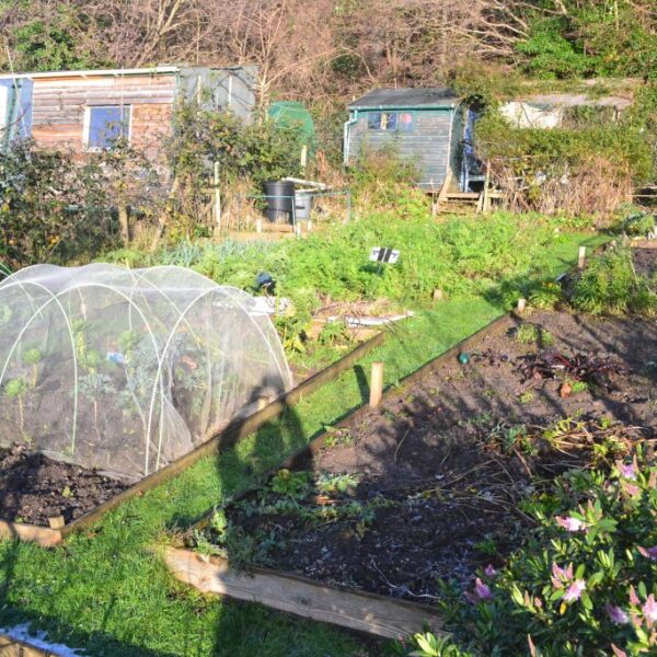 Allotment Garden 1