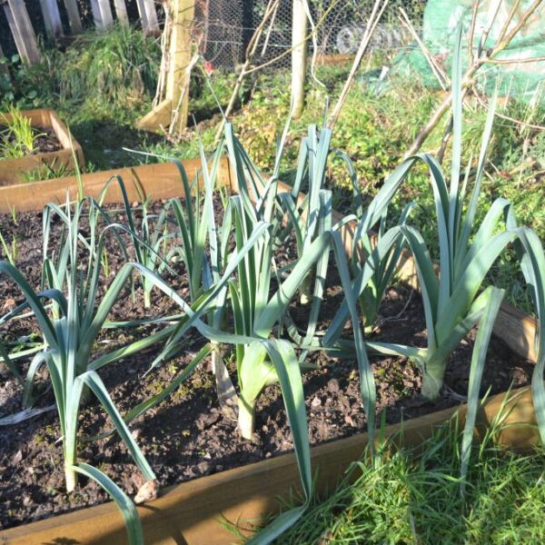 Allotment 2